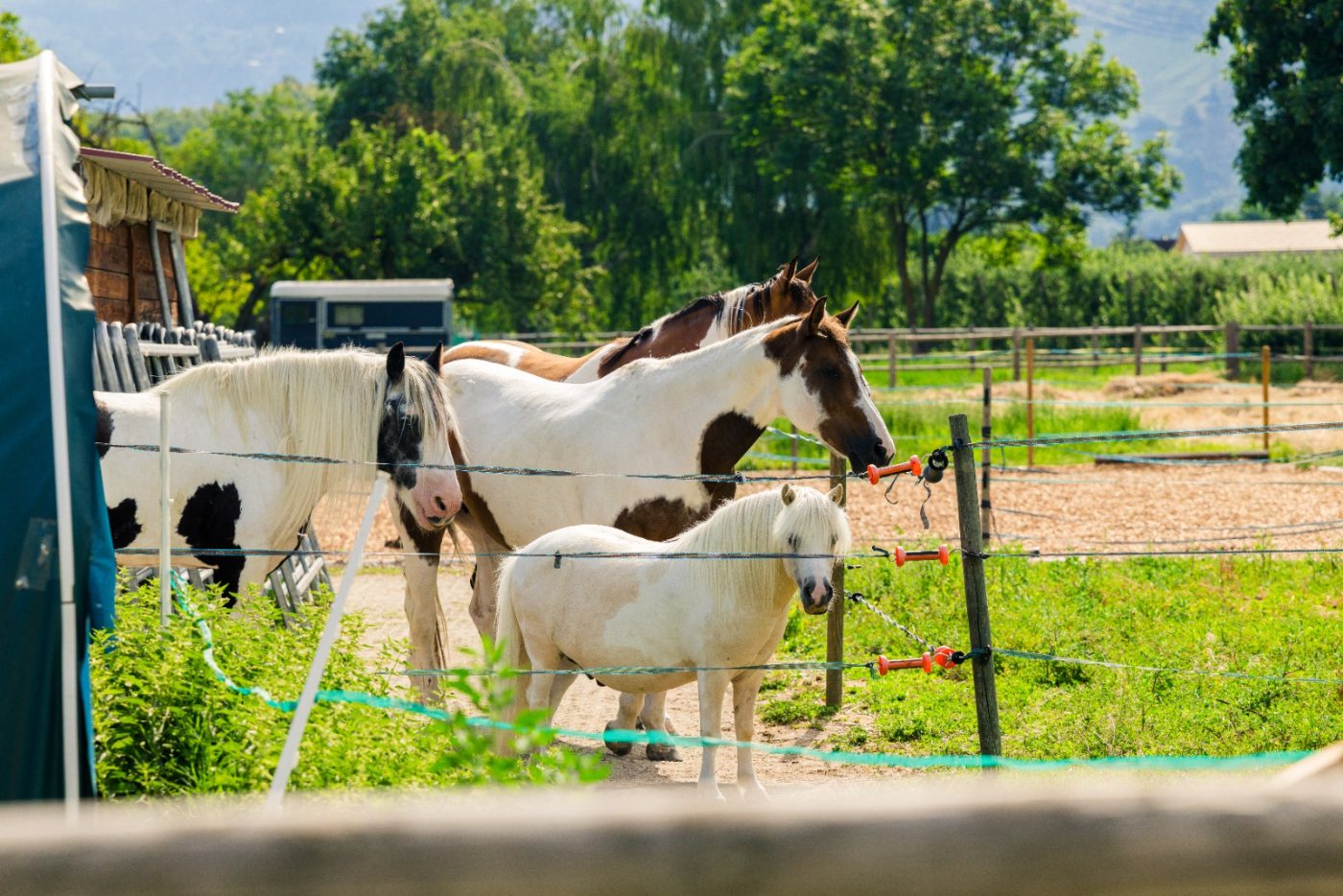 Les chevaux et le poney du domaine