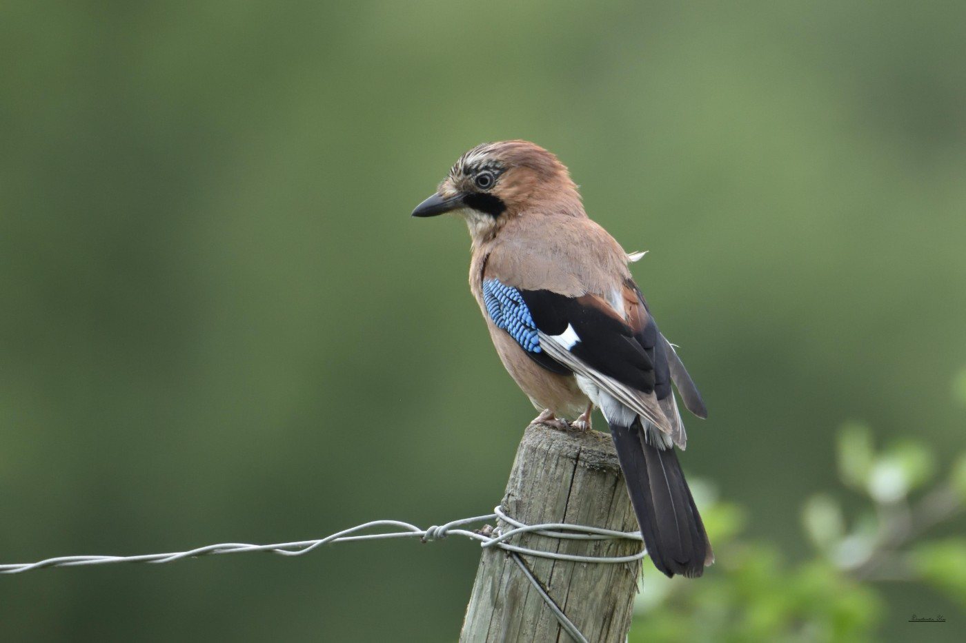 Un geai des chênes sur un piquet de vigne