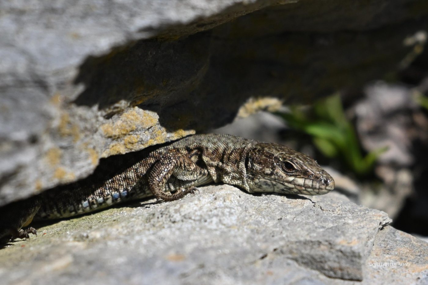 Un lézard des murailles