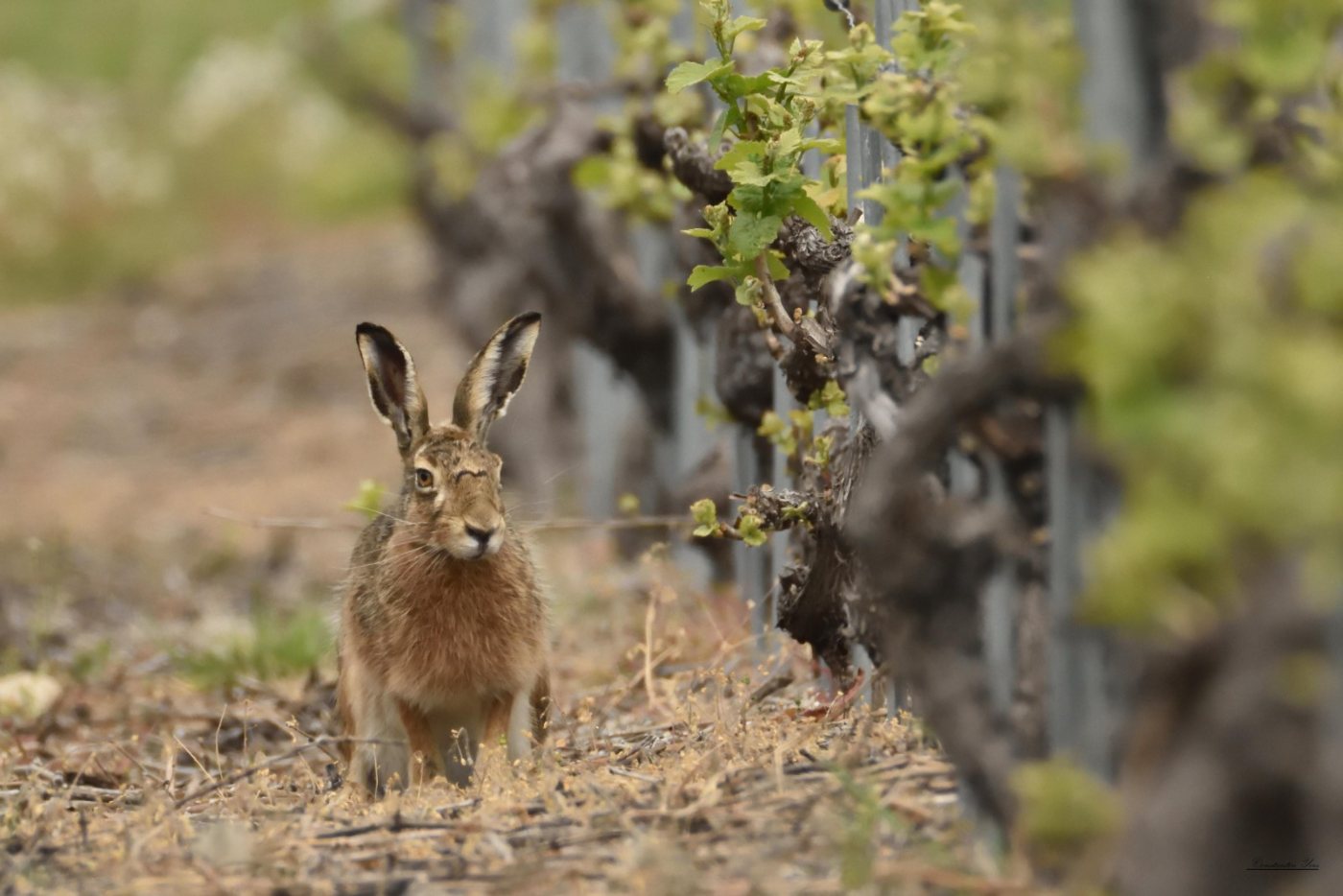 Un lièvre dans un rang de vigne