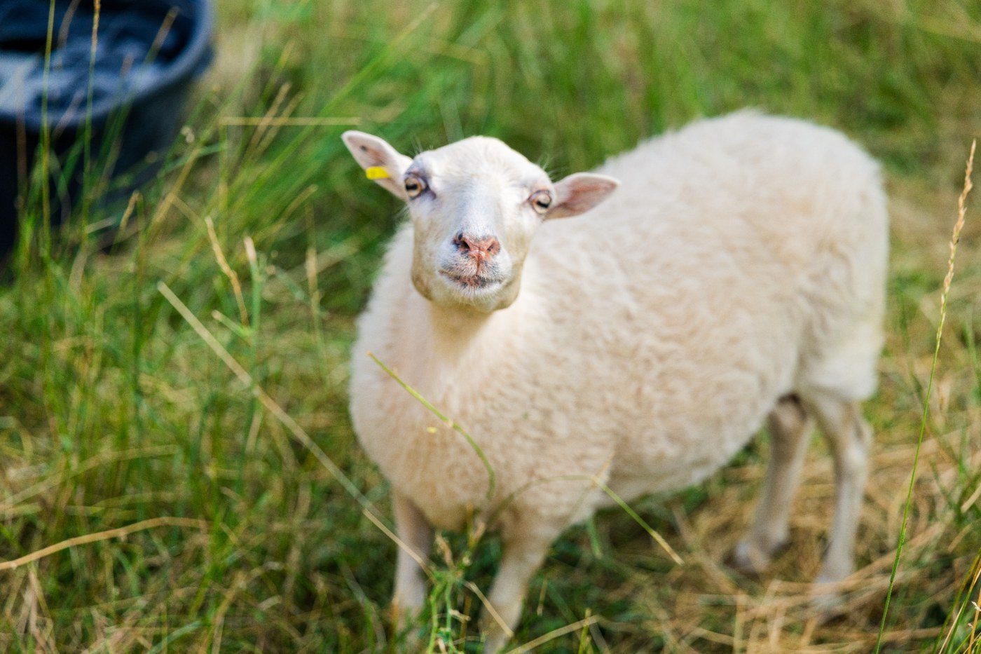 Un mouton dans les hautes herbes