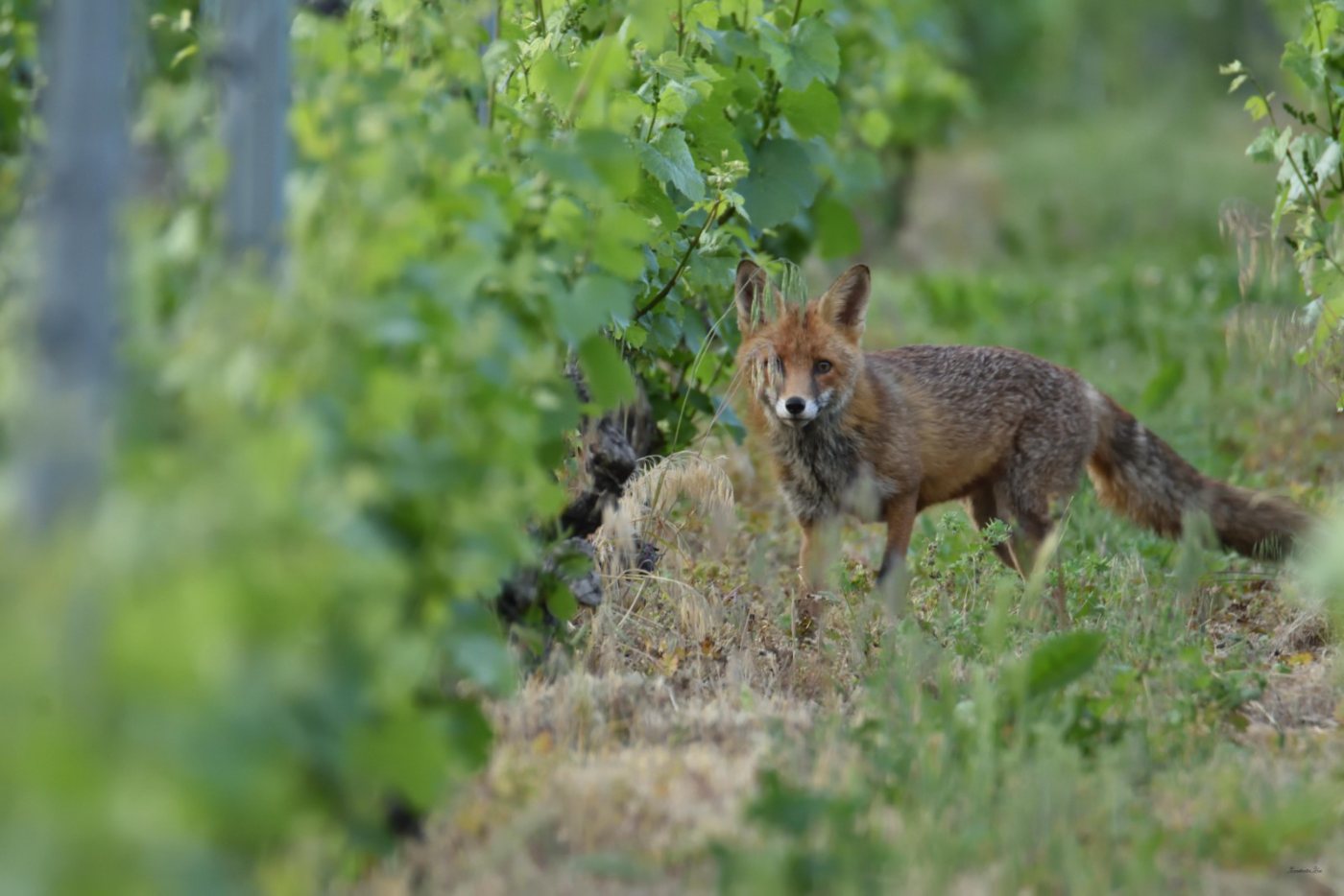 Un renard entre deux rangs de vigne
